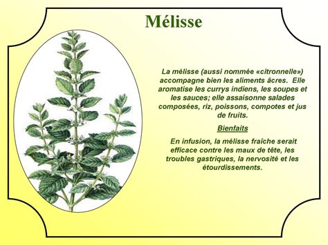 Schéma comparatif entre la Mélisse et la Citronnelle