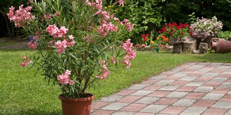 Rempotage d'un laurier rose