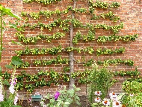 Exemple d'un espalier fruitier le long d'un mur ancien