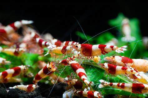 Crevettes Caridina Cantonensis