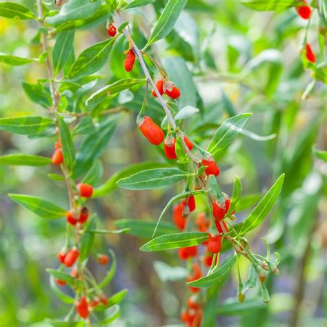 Plant de Goji en pleine fructification