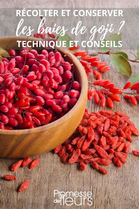 Récolte de baies de Goji
