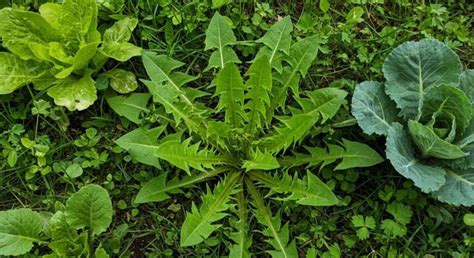 Scène émotionnelle dans Mauvaise Herbe