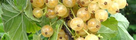 Variétés de groseilliers à grappes