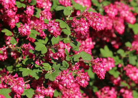 Groseillier en pleine floraison