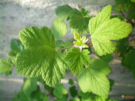 Feuilles de groseillier atteintes d'oïdium