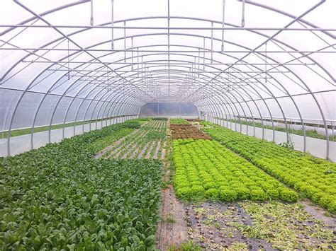 Serres maraîchères en polyculture