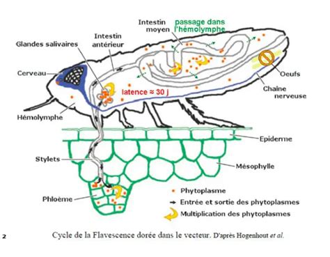 Schéma de la cicadelle et de la maladie du dépérissement