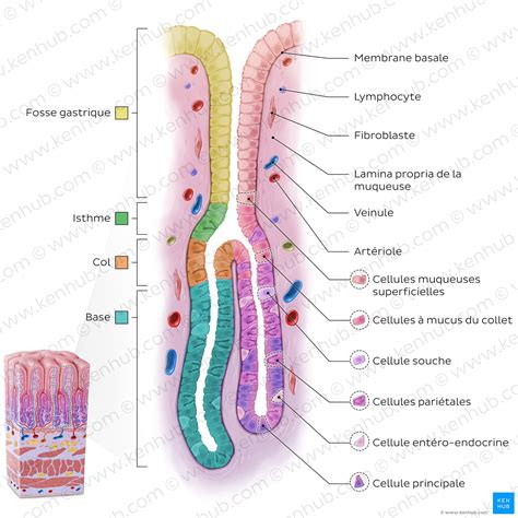 Structure microscopique de la sphaigne montrant ses cellules absorbantes