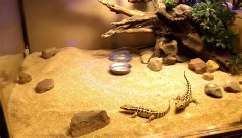 Gecko léopard sur un substrat de sphaigne