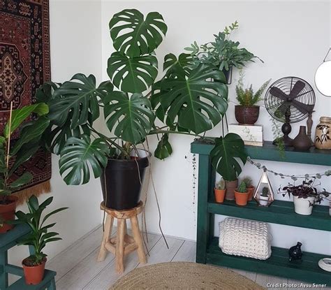 Monstera deliciosa dans un environnement humide
