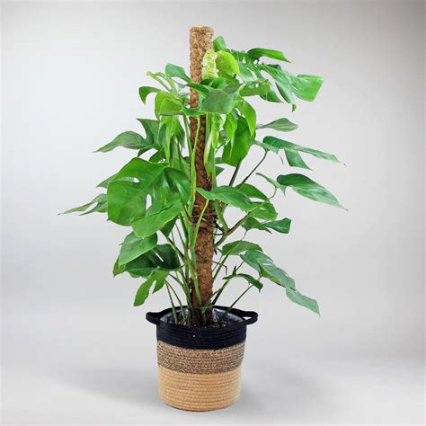 Monstera deliciosa avec un tuteur en coco