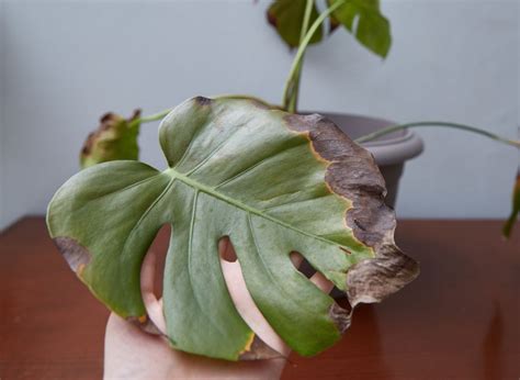 Feuilles de Monstera présentant des taches dues à des parasites