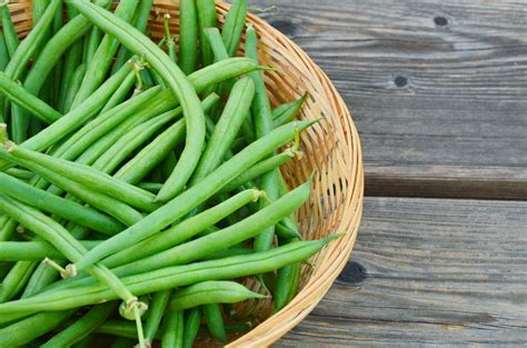 Illustration d'un plant d'haricot vert nain 'Delinel' en pleine croissance avec des gousses
