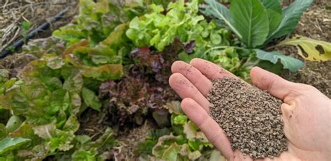 Variété d'engrais organiques pour le potager