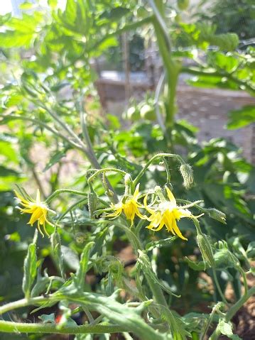Plant de tomate en pleine floraison avec des fruits en formation