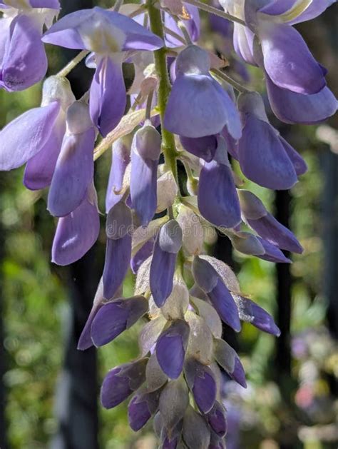Comparaison entre les grappes de fleurs de Wisteria sinensis et Wisteria floribunda