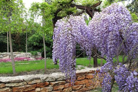 Photo d'une glycine greffée, avec le point de greffe visible