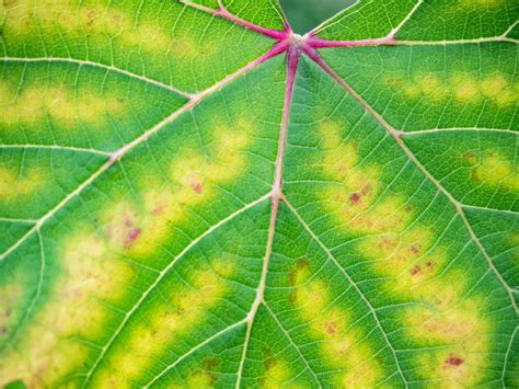 Image d'une feuille de glycine atteinte de chlorose