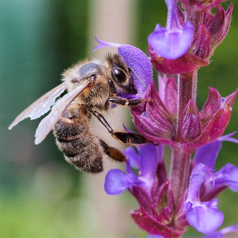 Photo d'une abeille butinant une fleur de glycine