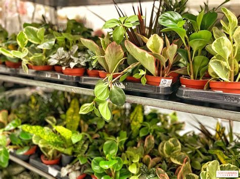 Intérieur de la jardinerie Plantes Pour Tous Beaugrenelle