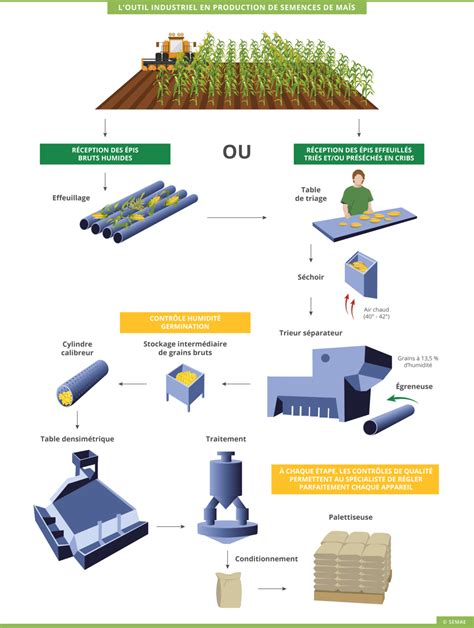 Diagramme du processus de production de semences de maïs