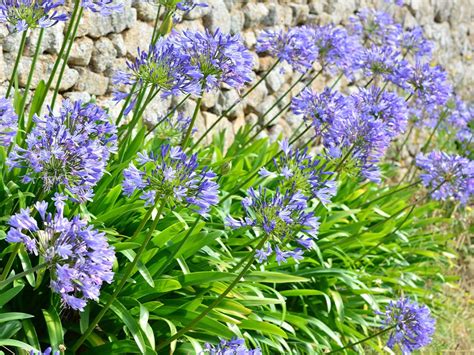 Agapanthes en fleur sur un littoral rocheux