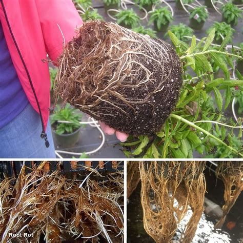 Plantes de cannabis saines avec des racines bien développées
