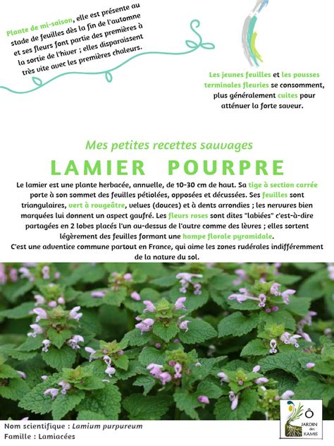 Illustration d'un Lamier pourpre avec ses fleurs caractéristiques