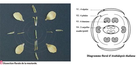 Diagramme illustrant la plantation d'un lamier