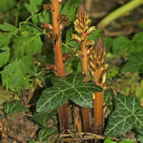 Orobanche du lierre (Orobanche hederae) sur un tapis de lierre