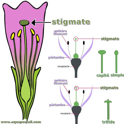 Fleur d'Orobanche hederae avec détails des stigmates