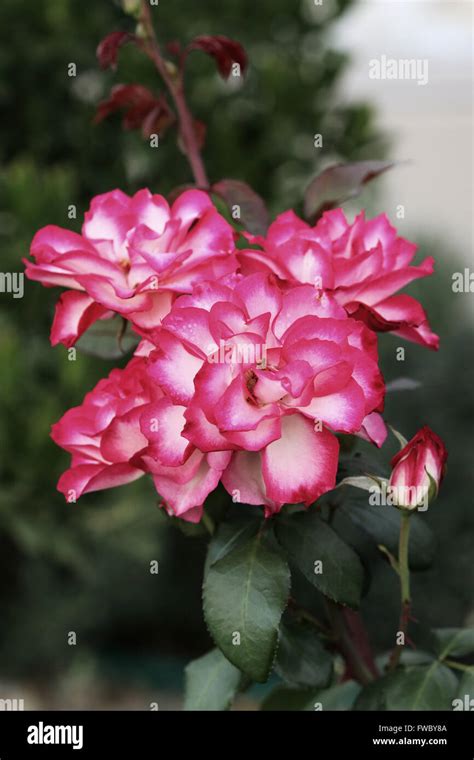 Rose 'Double Delight' en pleine floraison