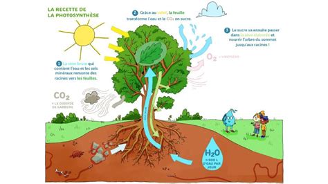 Schéma de l'absorption et du transport de l'eau dans un arbre fruitier
