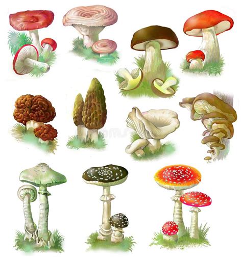 Illustration de divers champignons comestibles et toxiques