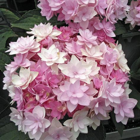 Composition florale avec des hortensias coupés dans un vase