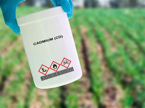 Illustration de la contamination des cultures par le cadmium