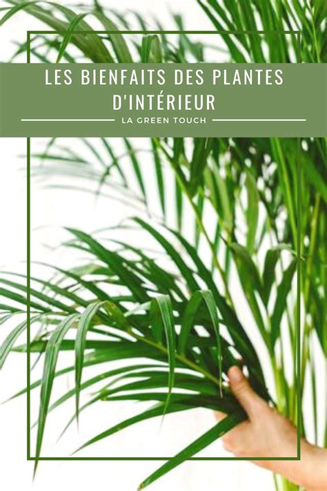 Infographie des bienfaits des plantes d'intérieur