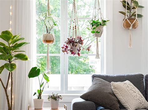 Plantes suspendues dans différentes pièces de la maison