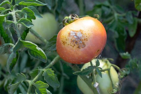 Illustration des maladies courantes de la tomate