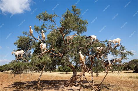 Chèvres perchées sur un arganier au Maroc