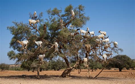 Illustration des dangers des chèvres d'arbres pour le tourisme