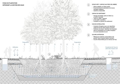 Coupe transversale d'un trou de plantation avec drainage et butte