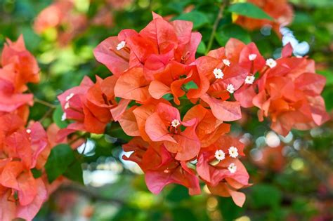 Gros plan sur les bractées colorées d'un bougainvillier, avec les petites fleurs blanches au centre
