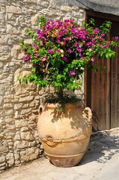 Bougainvillier cultivé en pot, avec un tuteur et d'autres plantes fleuries à son pied