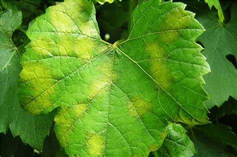 Symptômes du mildiou sur une feuille de vigne