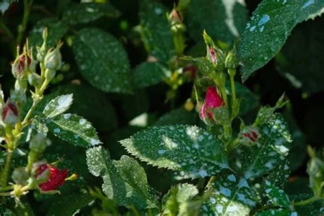 Rosiers traités à la bouillie bordelaise