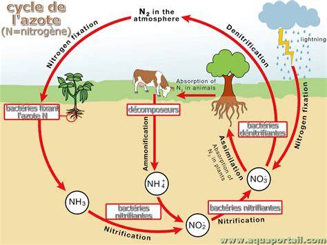 Infographie sur la fixation de l'azote par le pois chiche