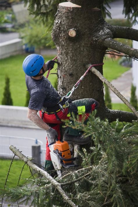 Arboriculteur élagueur en action dans un arbre avec équipement de sécurité