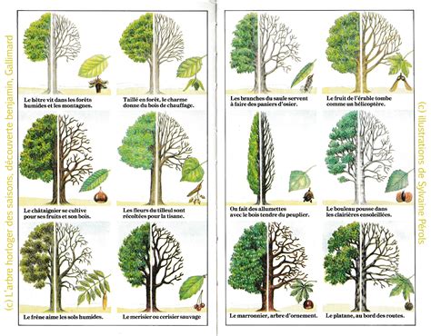 Calendrier des périodes d'élagage recommandées pour différents types d'arbres